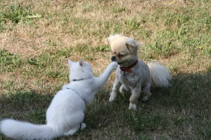 犬と猫