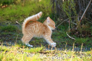 猫
