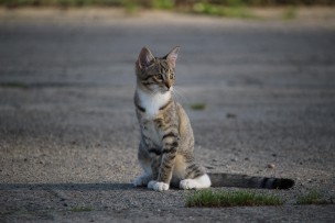 猫